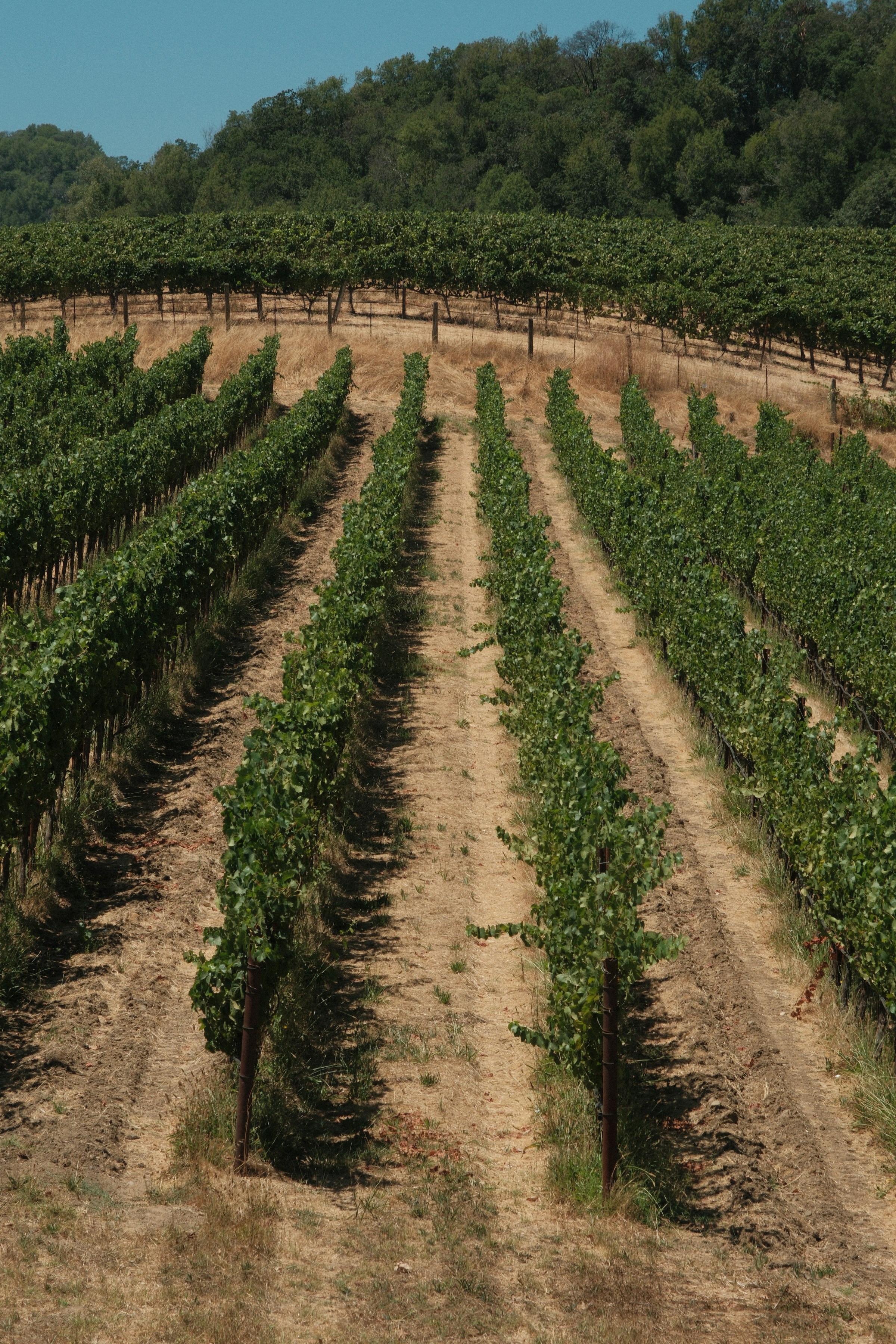 Vineyards and wooded hills in Sonoma, California, photographed by Robert Bye